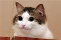 smug cat wide eyes.jpg