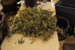 weedstash.jpg