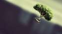 tree_flying_form_plant_fantasy_47433_1920x1080.jpg