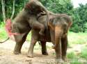 trump_bangs_elephants.jpg