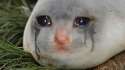 sad water dog.jpg