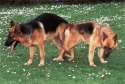 GSD_mating3.jpg