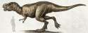trex-height.jpg