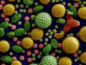 788px-Misc_pollen_colorized.jpg
