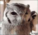 1423063106294.gif