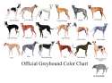 official-greyhound-color-chart.jpg