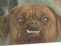 puppy.jpg