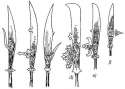 450px-Glaives_by_Wendelin_Boeheim.jpg
