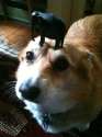 thatfuckingdog4.jpg