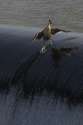 surfing duck.jpg