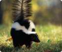 skunk1.jpg