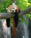 tree lion.png