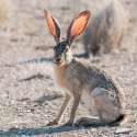 w1420-7604-cd039-black-tailed-jackrabbit-big-bend-national-park-texas-by-fred-wasmer.jpg