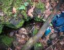 Aokigahara6.jpg