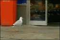1309105945293.gif