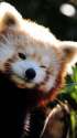 Red-Panda-1080x1920.jpg