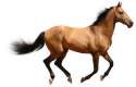 Horse.jpg