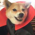 vampdoggo.jpg