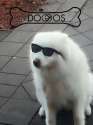 fancydoggo.jpg