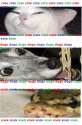 katedogosnek.jpg