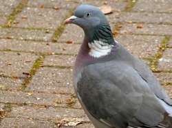 pigeon.jpg