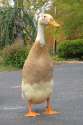 duck1.jpg