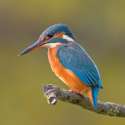 Common_Kingfisher_Alcedo_atthis_1_.jpg