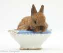 32806-Baby-Netherland-dwarf-cross-rabbit-in-a-china-bowl-white-background.jpg