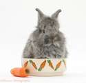 32833-Young-Silver-Lionhead-rabbit-in-a-food-bowl-with-carrot-white-background.jpg