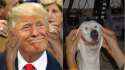 Trumpface.png