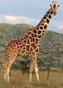longneck horse.jpg