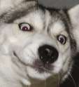 dog.png