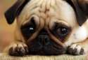 Sad_puppy.png