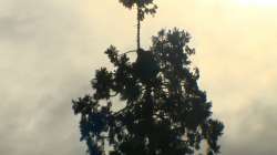 treeman.jpg