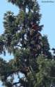 treepepe.jpg