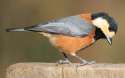 varied-tit.jpg