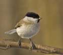 marsh-tit.jpg