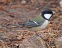 japenese-tit.jpg