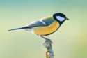 Great tit2.jpg