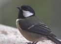 great tit.jpg