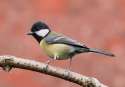 great-tit.jpg