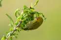 fire-capped-tit.jpg