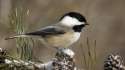Coal tit.jpg
