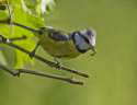 blue-tit.jpg