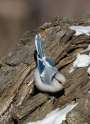 azure-tit.jpg