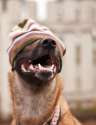 doggo hatimus (1253).jpg