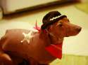 doggo hatimus (393).jpg