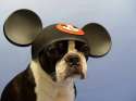 doggo hatimus (395).jpg