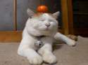 mikan-cat.jpg