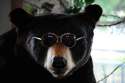 Beary good.jpg